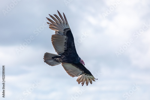 Turkey Vulture in flight. Turkey Vulture Cathartes aura, in flight, Dominican Republic. © Armensl
