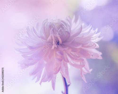 single lavender spider mum