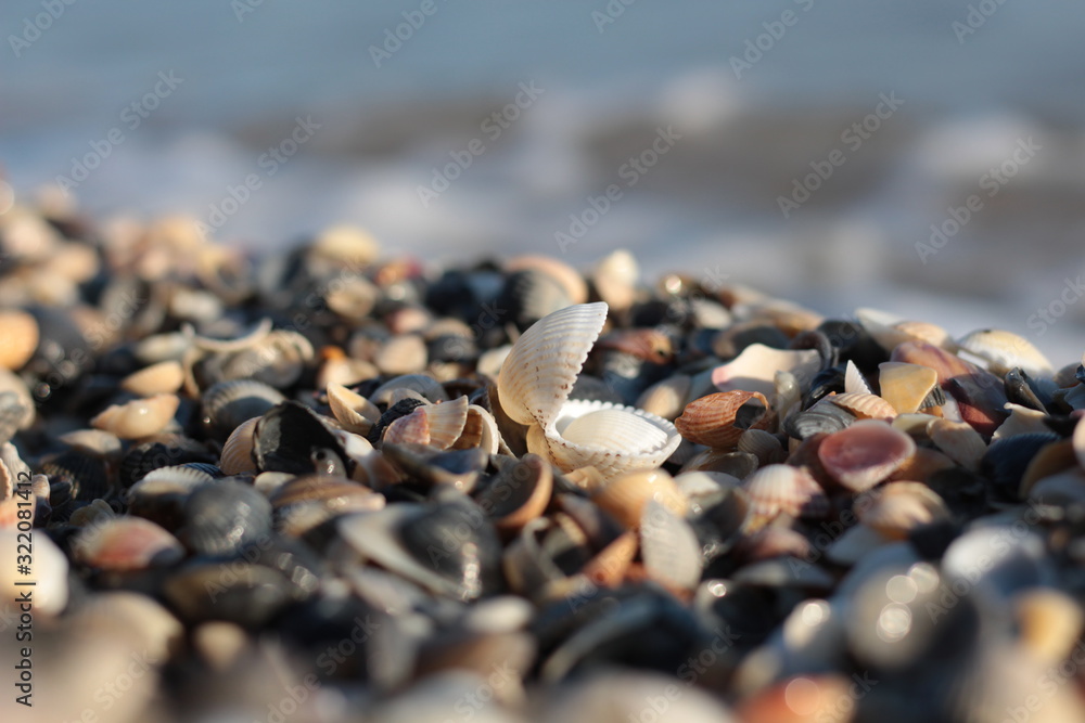 sandy beach with many shells sandy beach with many shells