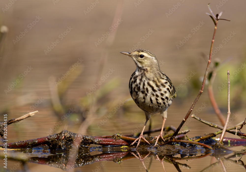 close up of Rosy Pipit(Anthus roseatus) close up of Rosy Pipit(Anthus roseatus)