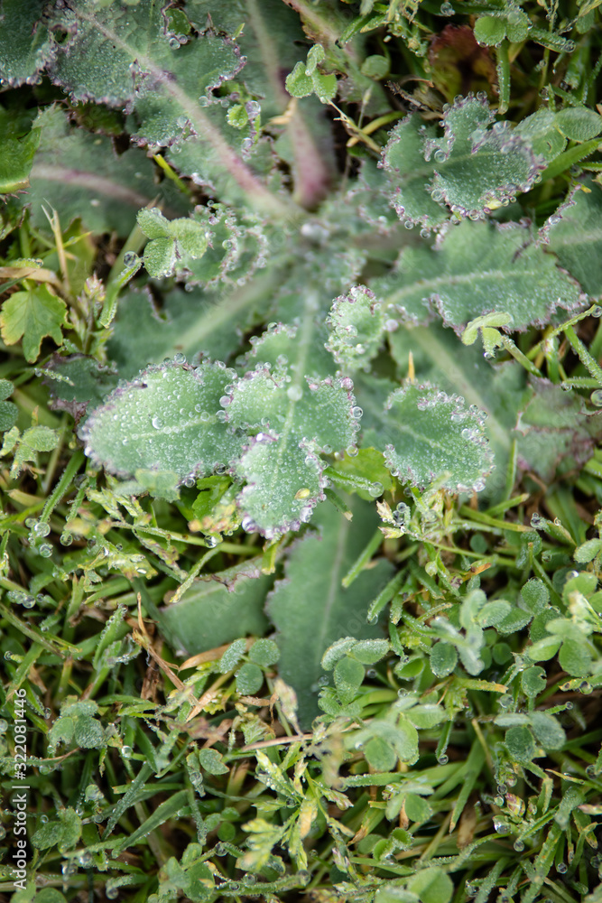 Gotas de rocío sobre la hierba verde por la mañana Gotas de rocío sobre la hierba verde por la mañana