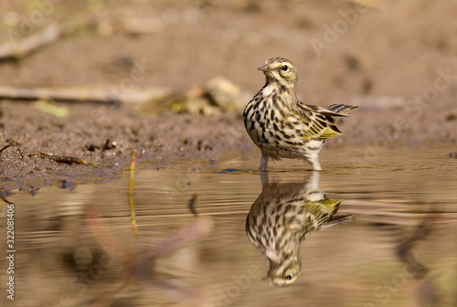 close up of Rosy Pipit(Anthus roseatus)