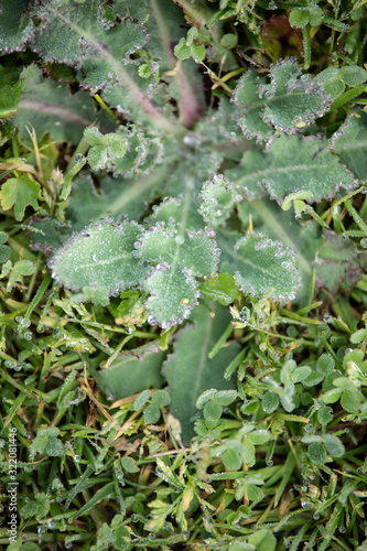 Gotas de rocío sobre la hierba verde por la mañana