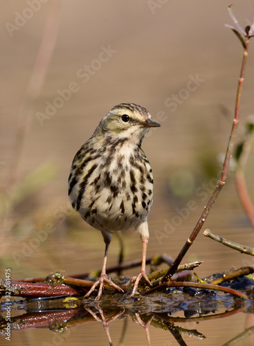 close up of Rosy Pipit(Anthus roseatus) photo