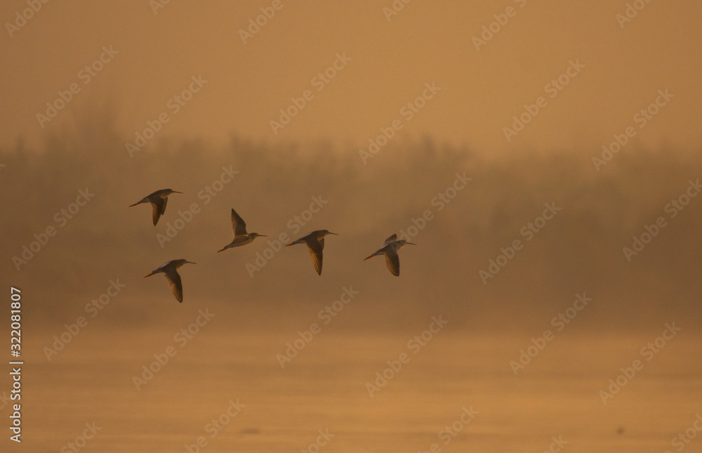 Obraz premium Flock of birds flying at sunrise over river 
