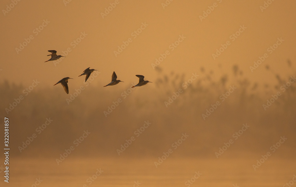 Flock of birds flying at sunrise over river 