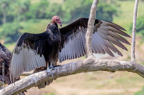 Turkey Vulture in flight. Turkey Vulture Cathartes aura, in flight, Dominican Republic.