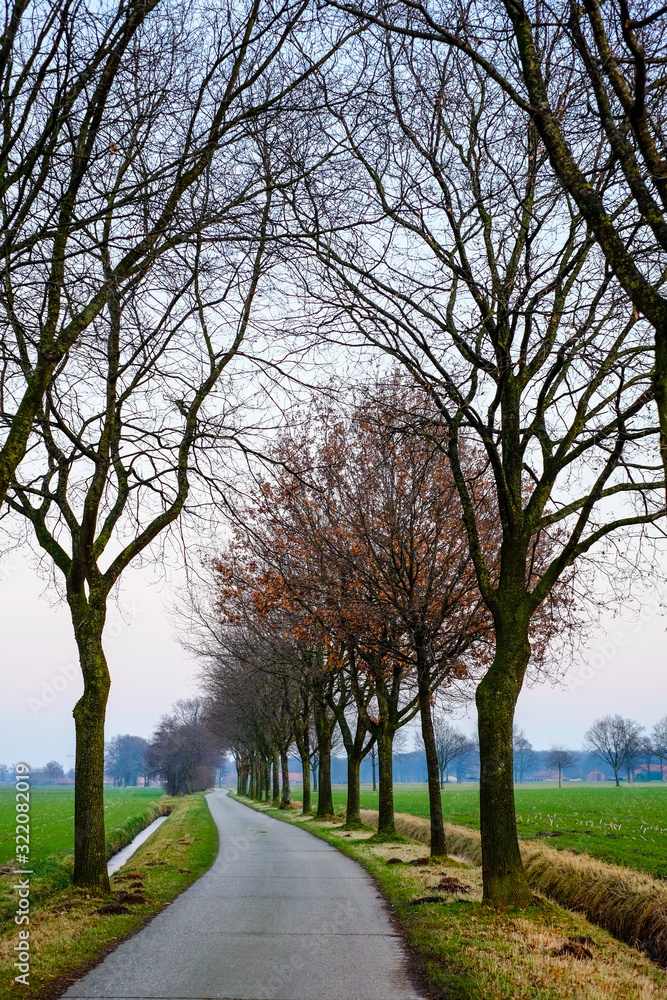Country Road between the bare trees and farmfields against the Autumn sunset background 