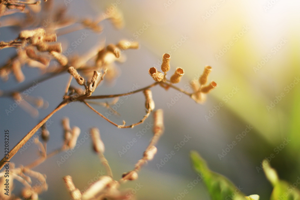 Beautiful Dry Wild flowers grass in natural sunlight on the valley mountain Beautiful Dry Wild flowers grass in natural sunlight on the valley mountain