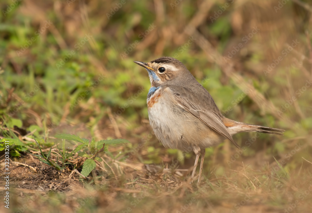 Bluethroat (Luscinia svecica) Bluethroat (Luscinia svecica)