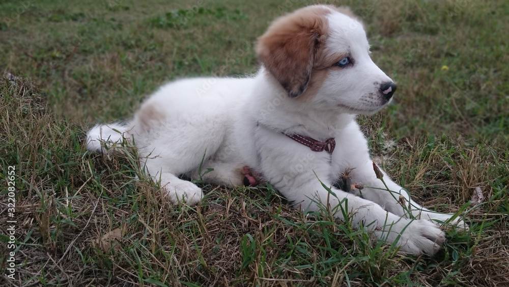 Perro en la naturaleza Perro en la naturaleza