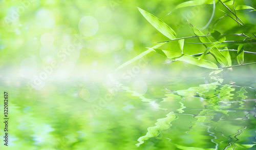 Bamboo leaves that have reflections in the water along with bokeh. Green leaf on blurred greenery background. Beautiful leaf texture in sunlight. close-up of macro with free space for text.