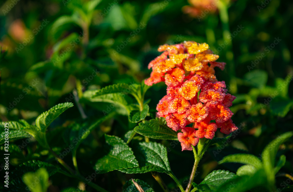 LANTANA HIRTA MULTICOLOUR FLOWER FROM VERBENACEAE FAMILY WITH ITS LEAVES 2 LANTANA HIRTA MULTICOLOUR FLOWER FROM VERBENACEAE FAMILY WITH ITS LEAVES 2
