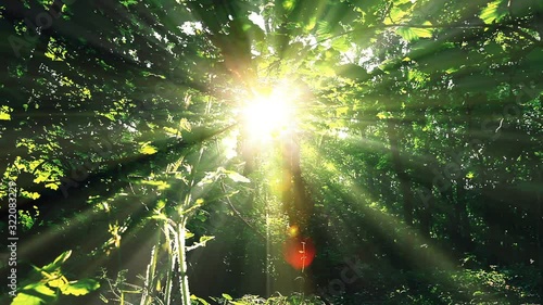 morning in a  forest. summer landscape