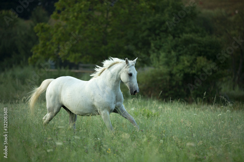 beautiful white horse running on meadow with high green grass and with white flowers by sunrise