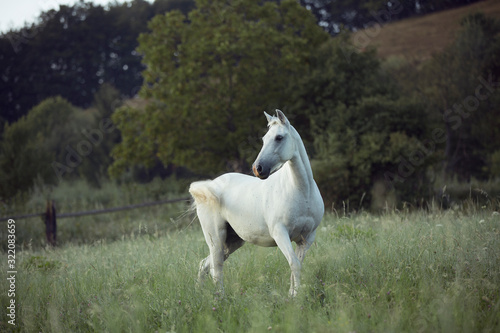 Fototapeta Naklejka Na Ścianę i Meble -  beautiful white horse running on meadow with high green grass and with white flowers by sunrise