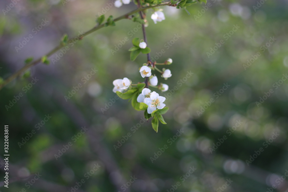 Blooming cherry branches against the blue sky on a sunny day Blooming cherry branches against the blue sky on a sunny day