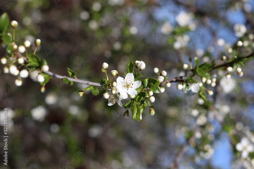 Blooming cherry branches against the blue sky on a sunny day Blooming cherry branches against the blue sky on a sunny day