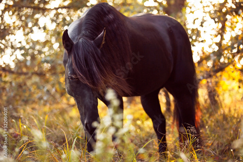 beautiful black quarter horse with long black mane and with western bridle by the sunset