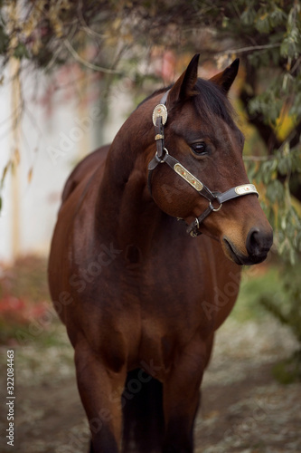 beautiful dark brown horse with western halter 