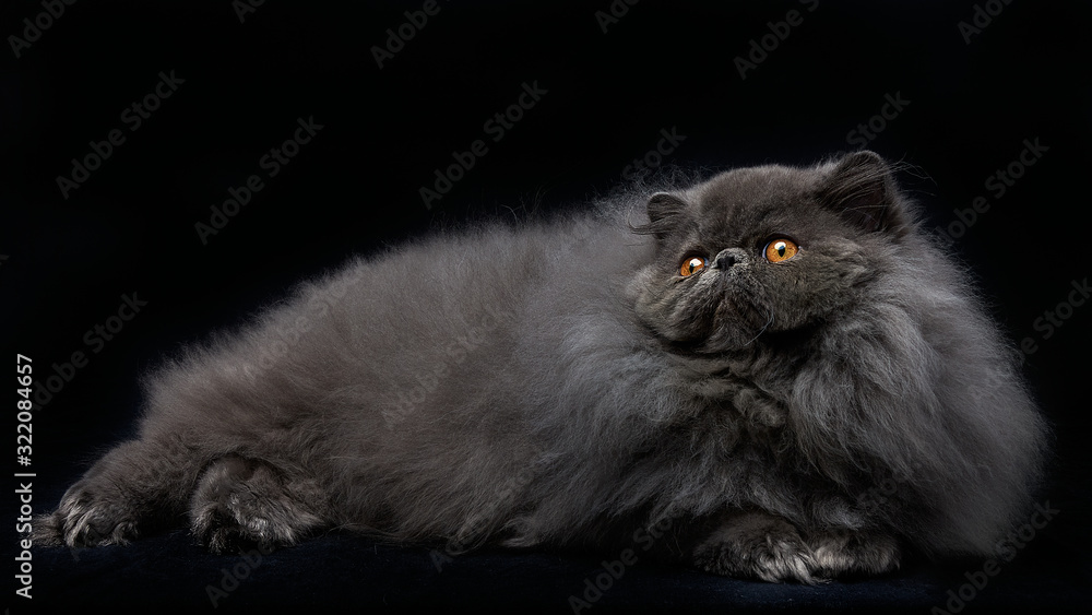 Blue Persian Cat black background