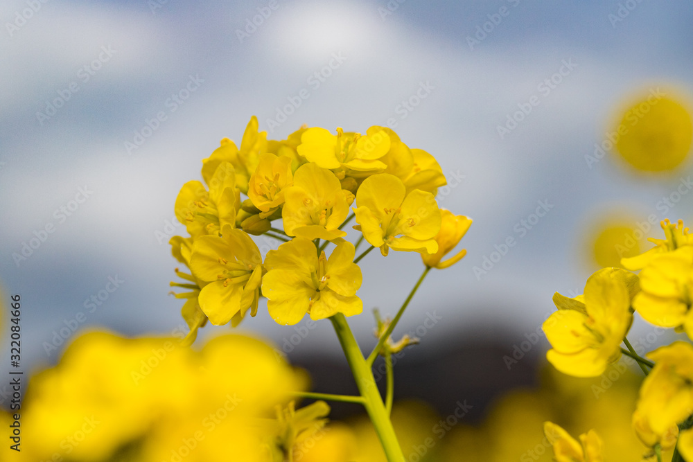 Obraz premium 鴨川市の菜の花畑 千葉県鴨川市 日本