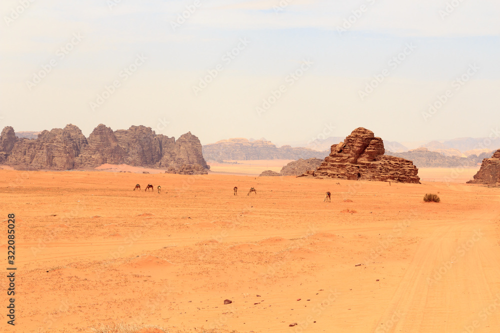 Wadi Rum desert panorama with camels, Jordan