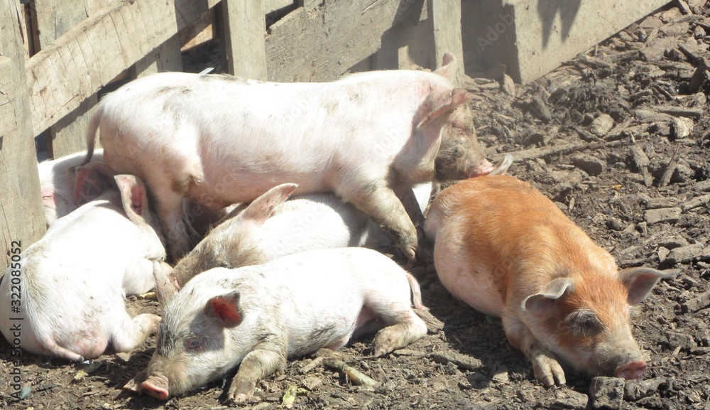 Six little piggies cuddling in the sun Six little piggies cuddling in the sun
