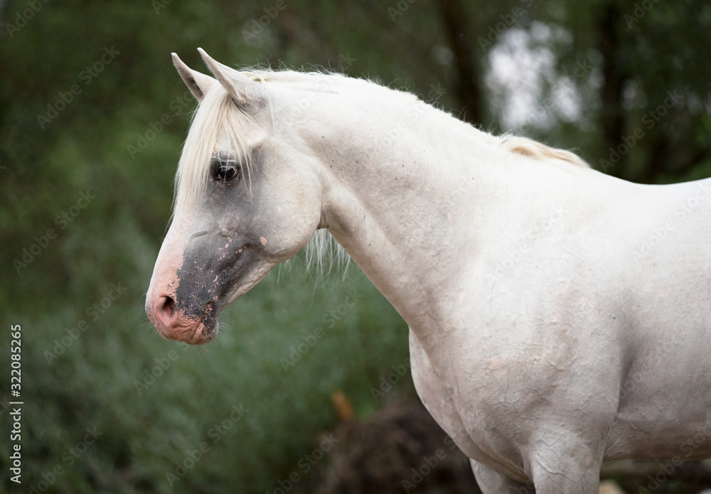 beautiful white Arabian horse on green background 