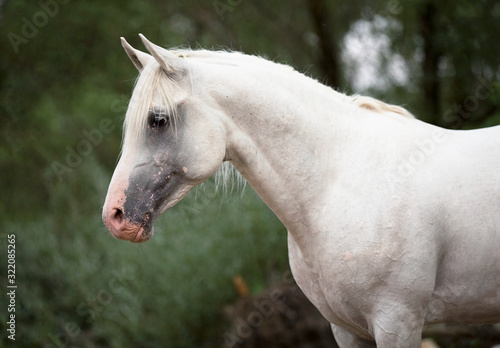 beautiful white Arabian horse on green background 