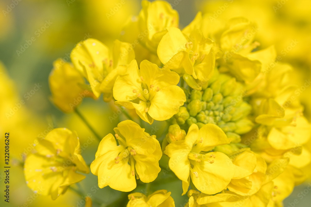 鴨川市の菜の花畑 千葉県鴨川市 日本 鴨川市の菜の花畑 千葉県鴨川市 日本