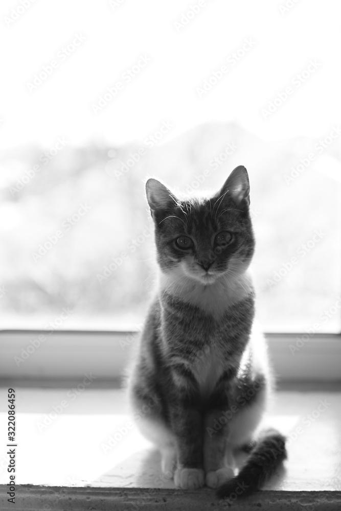 Lovely cat sits on a sunny windowsill indoor. Bw photo