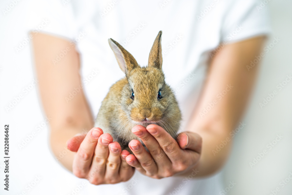 A small red rabbit in human hands. The concept of animal protection and  conservation. Bunny close-up in the palm of the girl's hand. Careful  attitude to nature Stock Photo | Adobe Stock