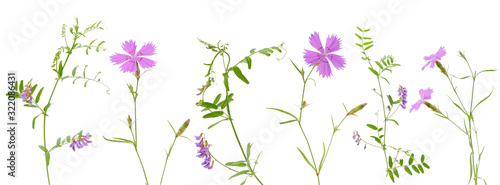 Tableau sur toile Some carnation pink and wild vetch flowers on stems with leaves on white backgro