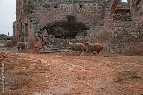 A flock of sheep near the ruins of a ruined building on the island of Levanzo, in the Egadi Islands in Sicily, Italy. photo