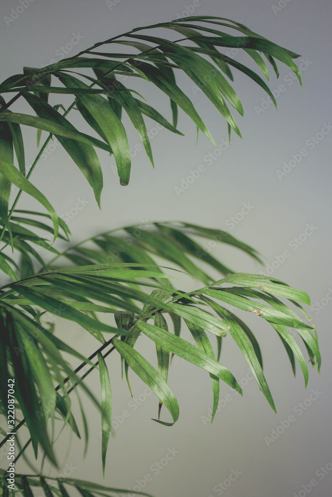Naklejka premium Planta interior palmera