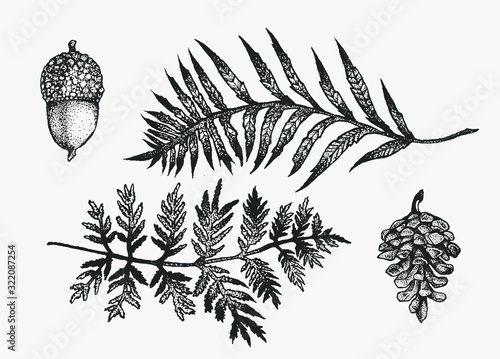 Ferns,acorn and pinecone hand drawn vector ink illustration set. Isolated  forest foliage elements for graphic design projects. Clipart for posters, invitations, posters. Art in stippling technique