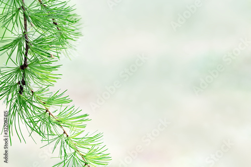 Fir tree branch close up. Soft needles on tree. Natural environment background with empty space for your text. Christmas wallpaper concept. Soft focus.