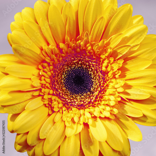 Gerbera natural flower with yellow petals. Floral design Greeting card with nature plant. Neon toned. Selective focus.