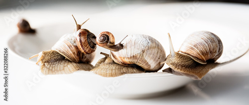 Large and small snails move on a white plate slowly moving in a chaotic manner. photo