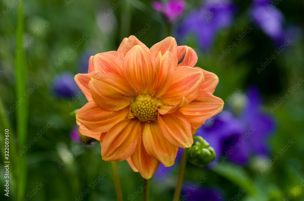 Orange Dahlia flower in a natural environment
