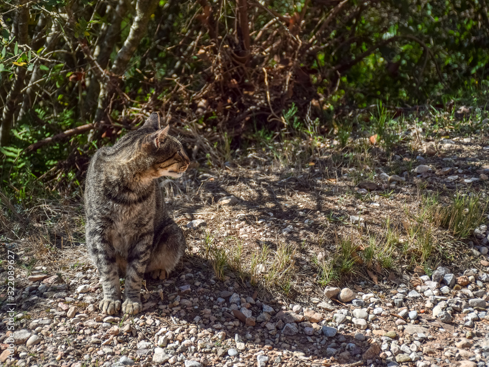 Fototapeta premium picture with mottled cat