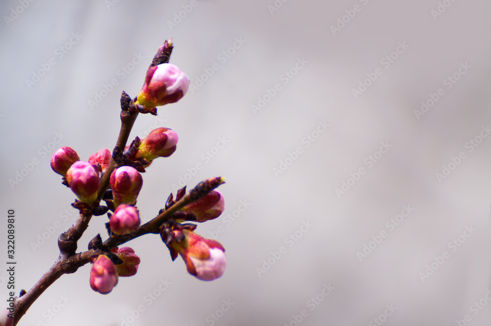 Cherry tree in blossom. Beginning of a spring Cherry tree in blossom. Beginning of a spring