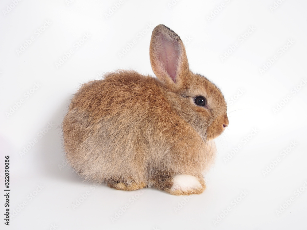 Obraz premium Brown furry and big black eyes young baby easter bunny on white background
