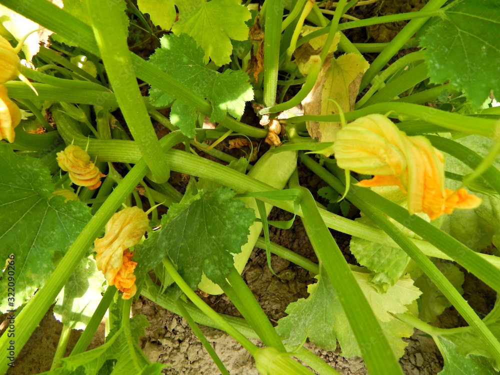 Plantation of green squash bushes with ripening fruit. Plantation of green squash bushes with ripening fruit.