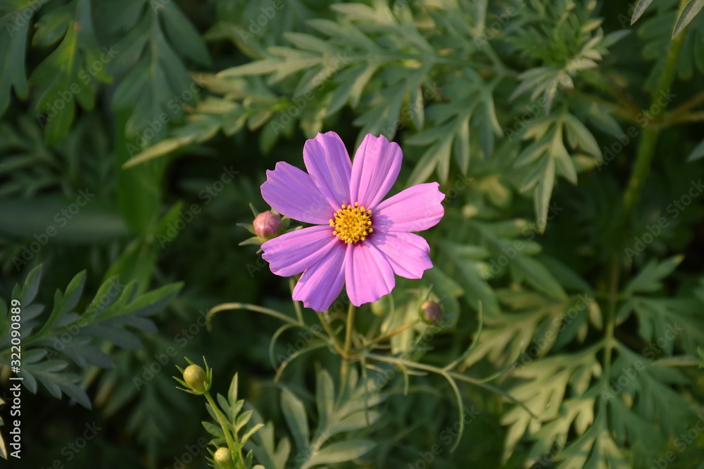 Obraz premium Cosmos flowers in the afternoon of the day.