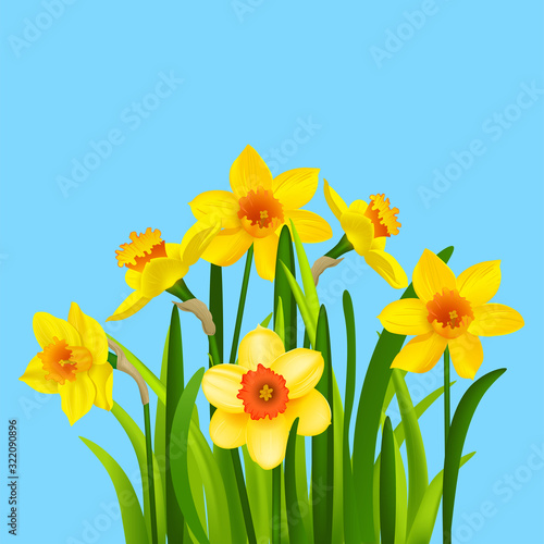 Spring flowers on a blue background