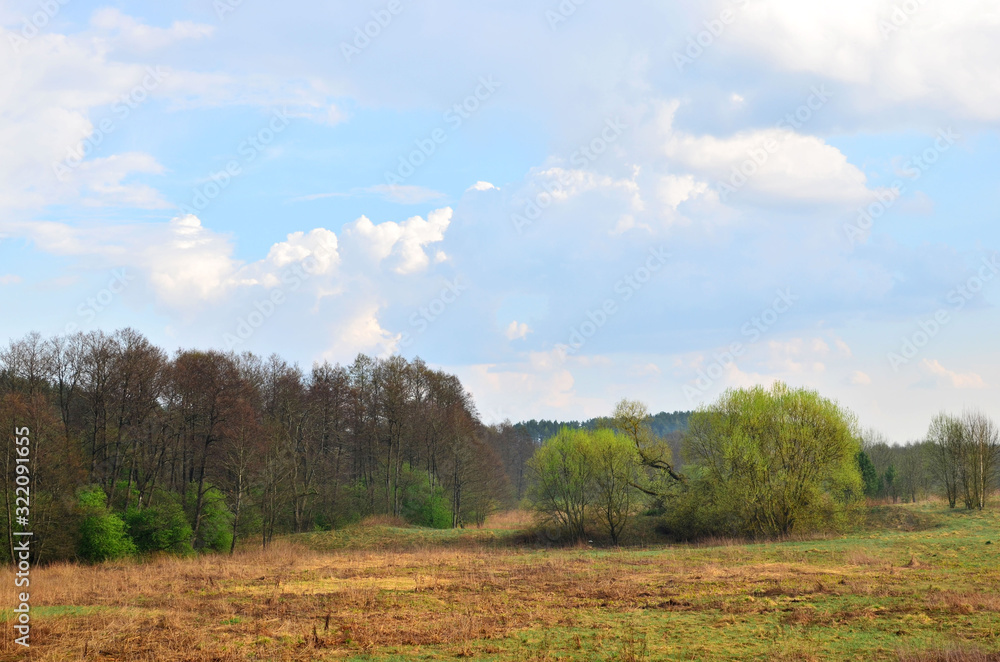 Fototapeta premium View of a field with green trees against a blue sky