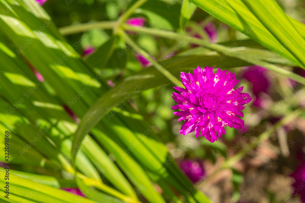 BACHELOR'S BUTTON GOMPHRENA GLOBOSA FLOWER IN AN INDIAN ASSAM LOCAL GARDEN BACHELOR'S BUTTON GOMPHRENA GLOBOSA FLOWER IN AN INDIAN ASSAM LOCAL GARDEN