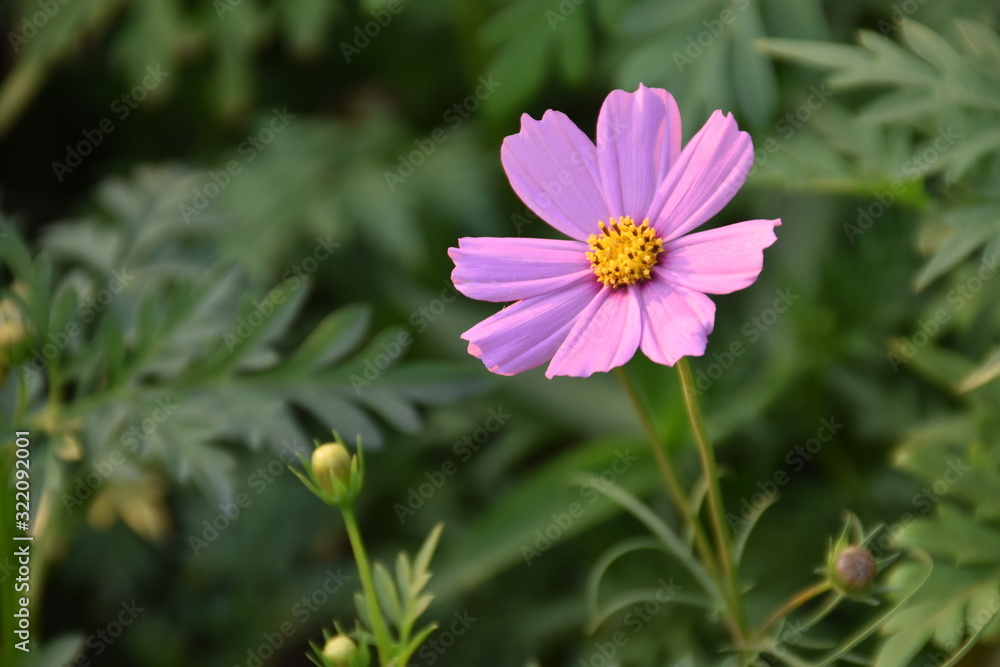 Cosmos flowers in the afternoon of the day. Cosmos flowers in the afternoon of the day.